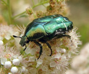 "Cetonia-aurata" by I, Chrumps. Licensed under CC BY-SA 3.0 via Wikimedia Commons - http://commons.wikimedia.org/wiki/File:Cetonia-aurata.jpg#/media/File:Cetonia-aurata.jpg